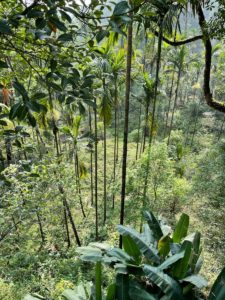 a lush green forest filled with lots of trees