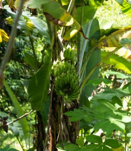 A bunch of bananas hanging from a tree