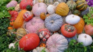 a pile of pumpkins sitting on top of a lush green field