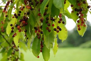 Clusters of ripe cherries hanging from green leaves