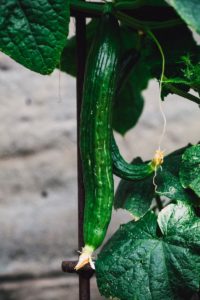green vegetable with yellow flower