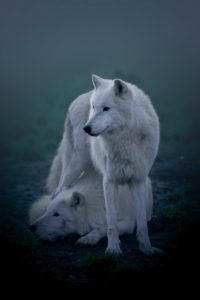 a white wolf and a baby wolf