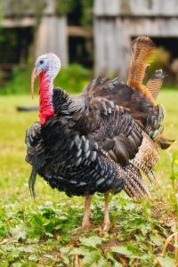 A turkey stands in a grassy field with buildings behind.