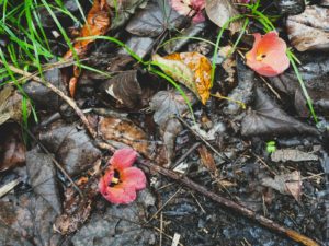 a bunch of flowers that are on the ground