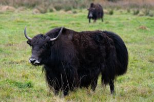 Two fluffy black yaks grazing in a grassy field.